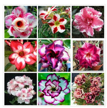 Load image into Gallery viewer, Desert Rose Seed Mixed Potted Flower Seed Easy planten Seeds kwiaty ogrodowe Living Indoor Balcony Decoration
