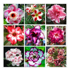 Load image into Gallery viewer, Desert Rose Seed Mixed Potted Flower Seed Easy planten Seeds kwiaty ogrodowe Living Indoor Balcony Decoration
